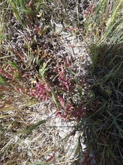 Salicornia rubra