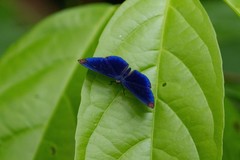 Metacharis regalis