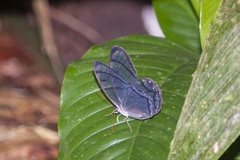 Dulcedo polita