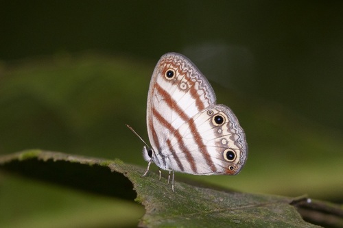Euptychia jesia