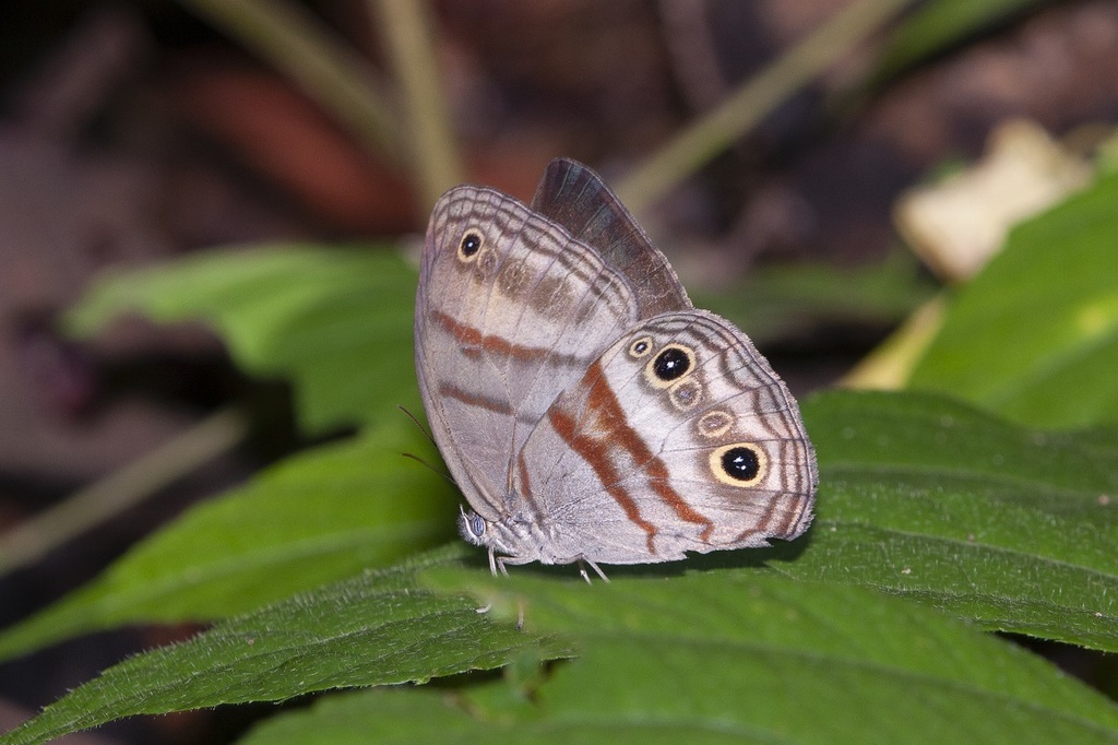 Cramer's Satyr