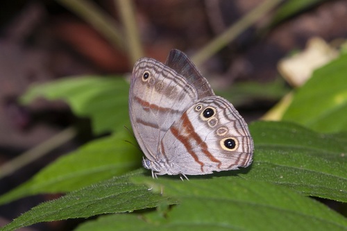 Cramer's Satyr