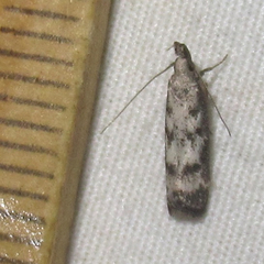 Dichomeris inversella