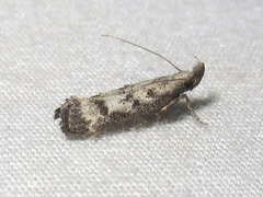 Dichomeris inversella