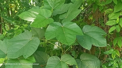 Macaranga bancana