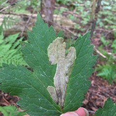 Phytomyza actaeivora