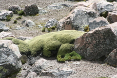 Azorella compacta
