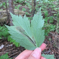 Phytomyza actaeivora