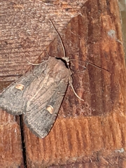 Adelphagrotis indeterminata