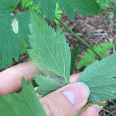 Phytomyza actaeivora