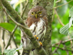 Glaucidium sanchezi