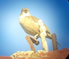 Passer domesticus tingitanus