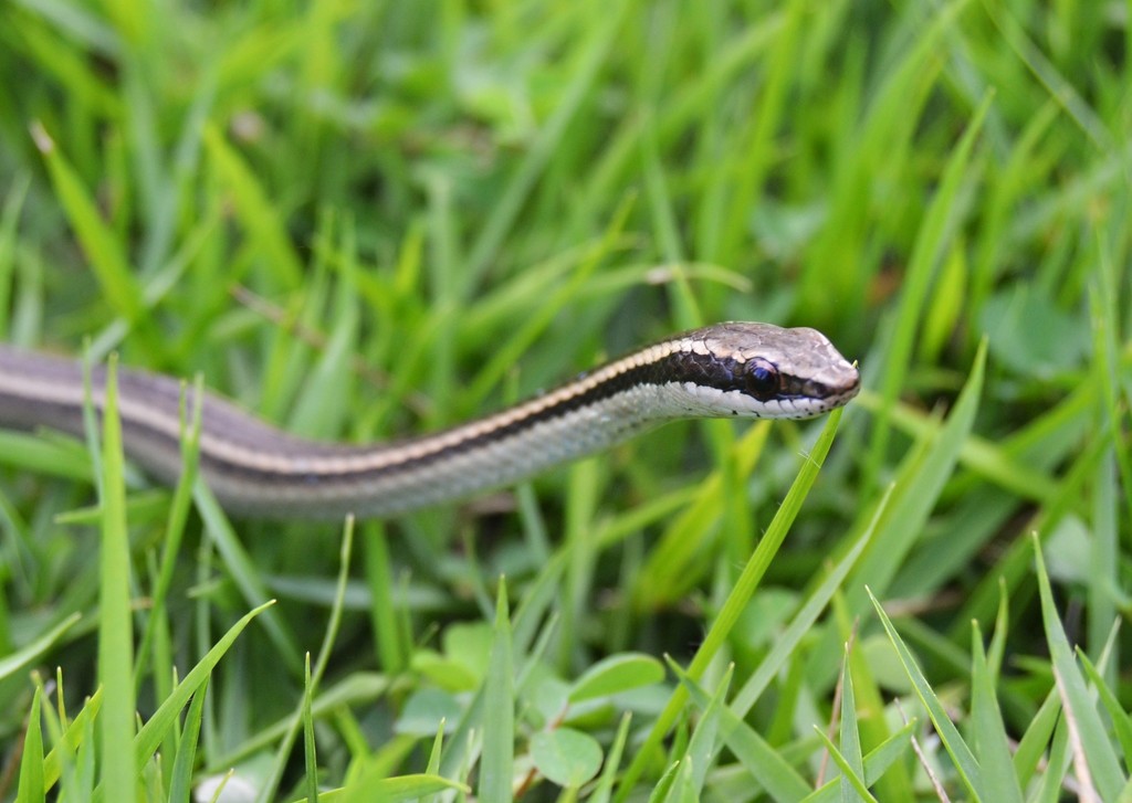 Subspecies Hypsirhynchus parvifrons protenus · iNaturalist