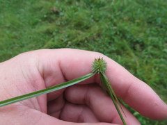 Cyperus hortensis