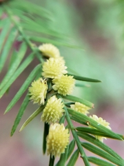 Taxodiomyia