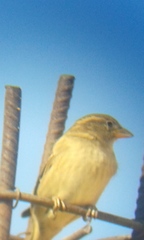 Passer domesticus tingitanus