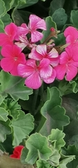Pelargonium