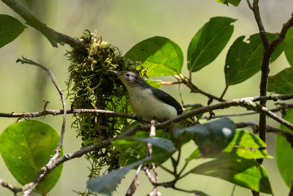 Grey-mantled Wren