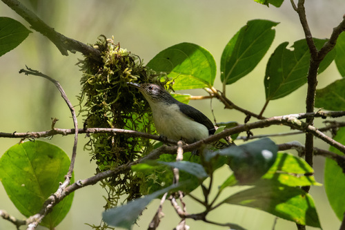 Grey-mantled Wren