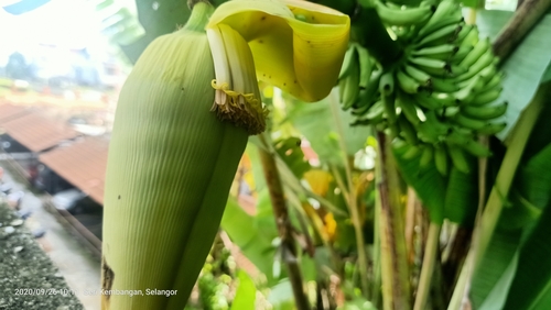 Cavendish banana
