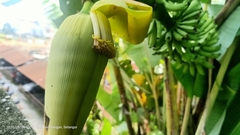 Musa acuminata flava