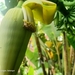 Musa acuminata flava - Photo (c) Ong Jyh Seng, some rights reserved (CC BY-SA), uploaded by Ong Jyh Seng