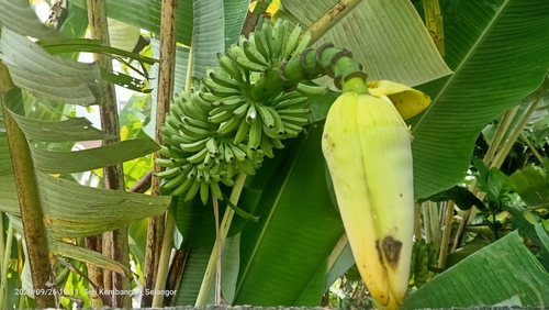 Musa acuminata