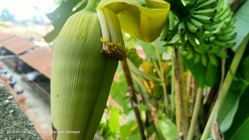 Musa acuminata