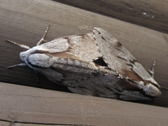 Sphinx morio arestus