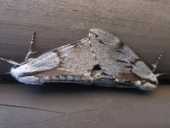 Sphinx morio arestus