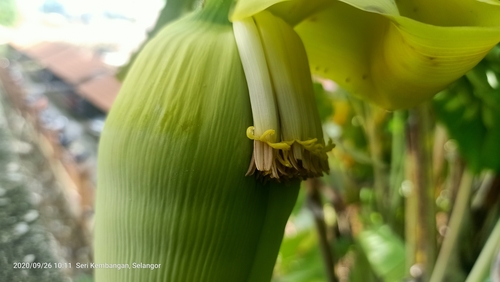 Musa acuminata
