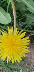 Taraxacum officinale