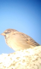 Passer domesticus tingitanus