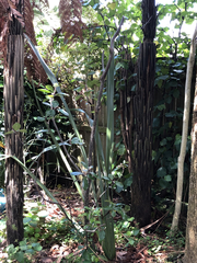 Pittosporum huttonianum