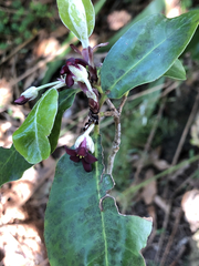 Pittosporum huttonianum