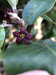 Pittosporum huttonianum