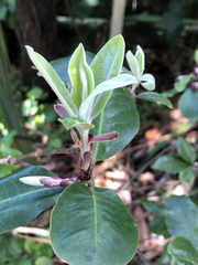 Pittosporum huttonianum