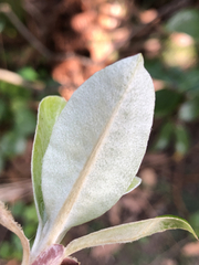 Pittosporum huttonianum