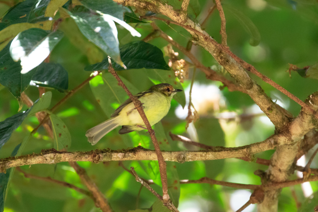 Cinnamon-Faced Tyrannulet
