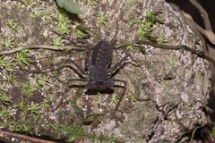 Phrynus pseudoparvulus