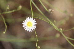 Malacothrix saxatilis tenuifolia