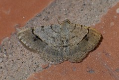 Frederickia flaviterminata