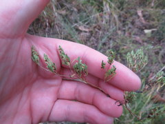 Paronychia fastigiata