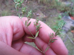 Paronychia fastigiata