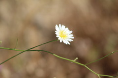 Malacothrix saxatilis tenuifolia