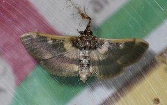 Apilocrocis brumalis