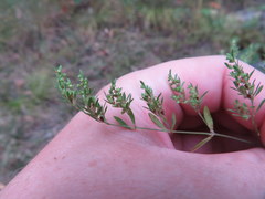 Paronychia fastigiata