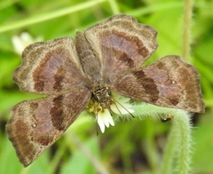 Antigonus funebris