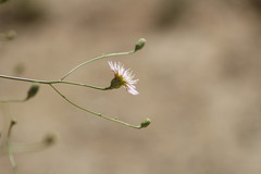Malacothrix saxatilis tenuifolia