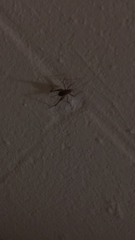 Tachycines asynamorus